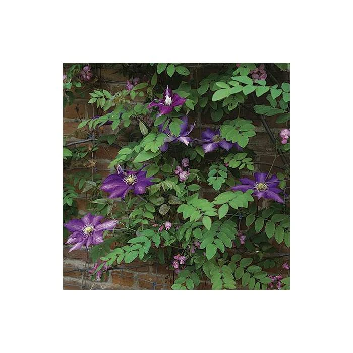 50-90cm Clematis 'Daniel Deronda' - 3L Pot | Premium Climbing Plant for Gardens 7 50-90cm Clematis 'Daniel Deronda' - 3L Pot | Premium Climbing Plant for Gardens - Image 5