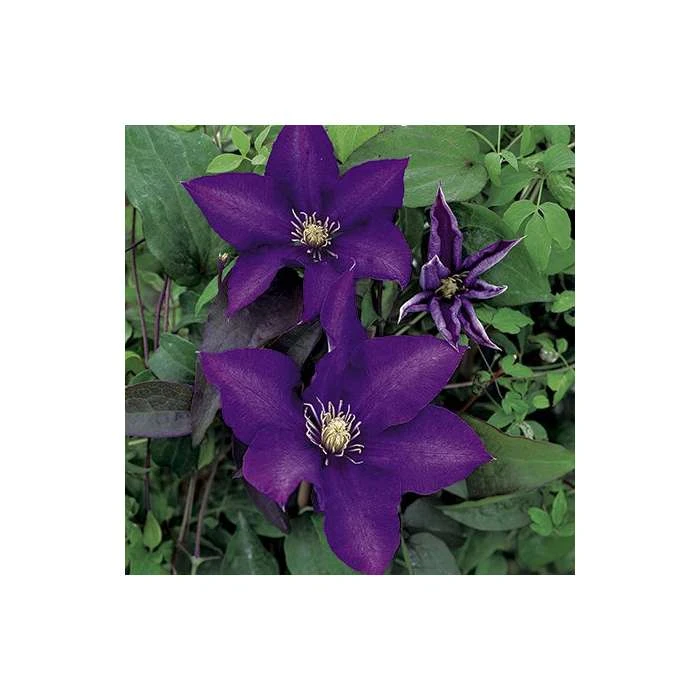 50-90cm Clematis 'Daniel Deronda' - 3L Pot | Premium Climbing Plant for Gardens 3 50-90cm Clematis 'Daniel Deronda' - 3L Pot | Premium Climbing Plant for Gardens