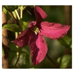 50-90cm Clematis 'Niobe' - 3L Pot | Vibrant Climbing Plant for Gardens