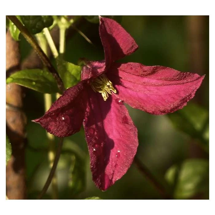 50-90cm Clematis 'Niobe' - 3L Pot | Vibrant Climbing Plant for Gardens 3 50-90cm Clematis 'Niobe' - 3L Pot | Vibrant Climbing Plant for Gardens