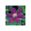 Clematis 'Anna-Louise' (Evithree™) - 2.5L Pot | Premium Climbing Plant for Gardens -September Plants Shop PL13633 main image 6213