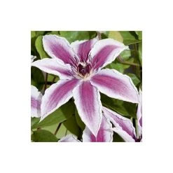 Clematis 'Pamina' - 2.5L Pot | Beautiful Climbing Plant for Gardens -September Plants Shop PL13634 add image 2 6b41