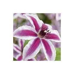 Clematis 'Pamina' - 2.5L Pot | Beautiful Climbing Plant for Gardens
