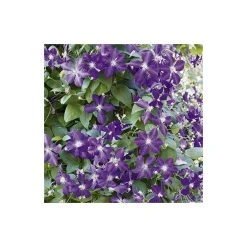 50-90cm Clematis Jackmanii Climbing Plant - 3L Pot | Fast-Growing Garden Vine -September Plants Shop PL13640 add image 2 1548