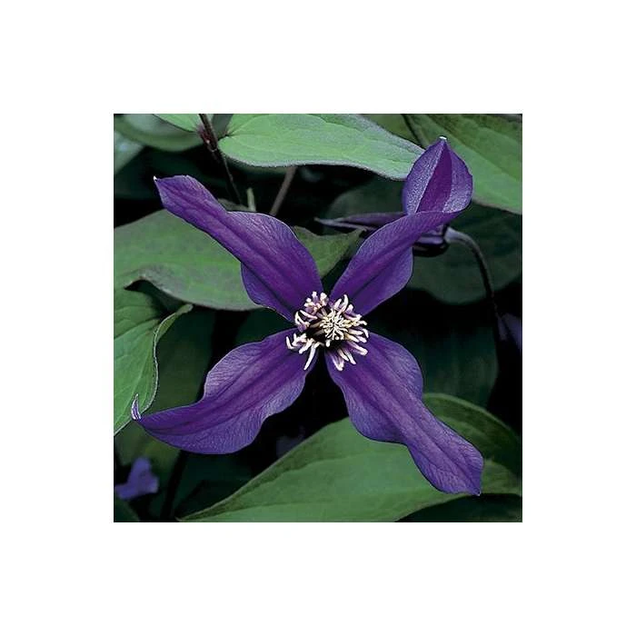 50-90cm Clematis 'Petit Faucon' - 3L Pot | Hardy Climbing Plant for Gardens 4 50-90cm Clematis 'Petit Faucon' - 3L Pot | Hardy Climbing Plant for Gardens - Image 2