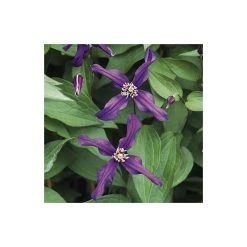 50-90cm Clematis 'Petit Faucon' - 3L Pot | Hardy Climbing Plant for Gardens 9 50-90cm Clematis 'Petit Faucon' - 3L Pot | Hardy Climbing Plant for Gardens -September Plants Shop PL13641 add image 2 f8ef