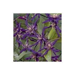 50-90cm Clematis 'Petit Faucon' - 3L Pot | Hardy Climbing Plant for Gardens 10 50-90cm Clematis 'Petit Faucon' - 3L Pot | Hardy Climbing Plant for Gardens -September Plants Shop PL13641 add image 3 386d