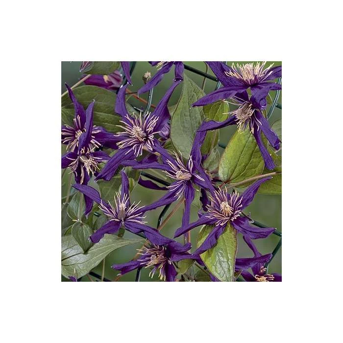 50-90cm Clematis 'Petit Faucon' - 3L Pot | Hardy Climbing Plant for Gardens 6 50-90cm Clematis 'Petit Faucon' - 3L Pot | Hardy Climbing Plant for Gardens - Image 4