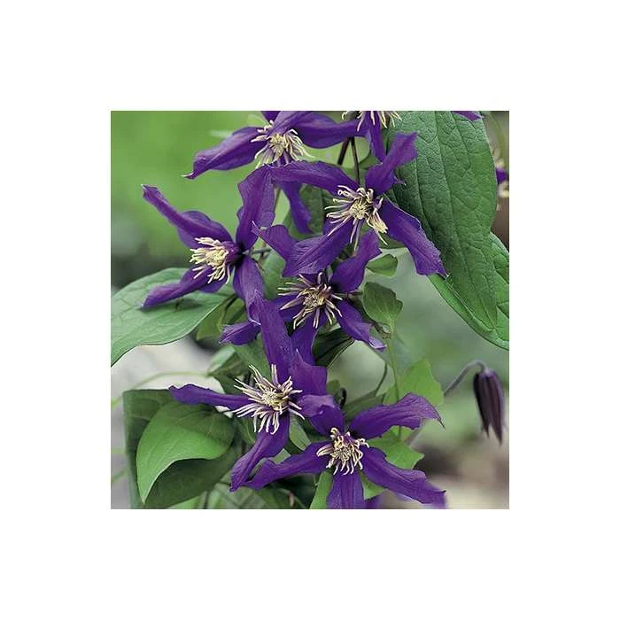 50-90cm Clematis 'Petit Faucon' - 3L Pot | Hardy Climbing Plant for Gardens 7 50-90cm Clematis 'Petit Faucon' - 3L Pot | Hardy Climbing Plant for Gardens - Image 5