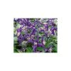 50-90cm Clematis 'Petit Faucon' - 3L Pot | Hardy Climbing Plant for Gardens -September Plants Shop PL13641 main image 4fbf