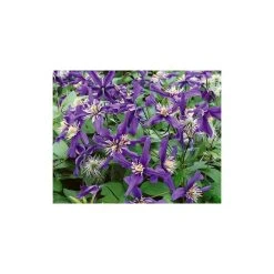 50-90cm Clematis 'Petit Faucon' - 3L Pot | Hardy Climbing Plant for Gardens