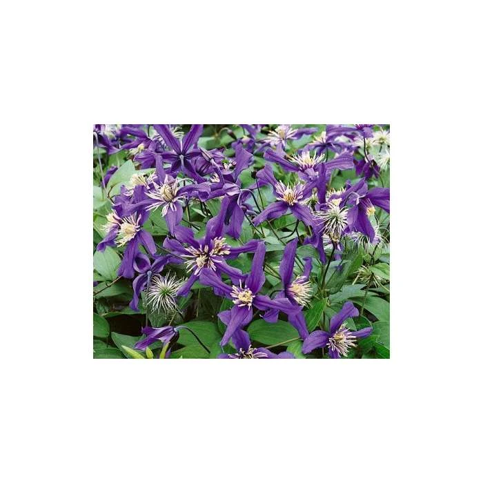 50-90cm Clematis 'Petit Faucon' - 3L Pot | Hardy Climbing Plant for Gardens 3 50-90cm Clematis 'Petit Faucon' - 3L Pot | Hardy Climbing Plant for Gardens