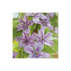 50-90cm Clematis 'Hagley Hybrid' - 3L Pot | Vibrant Climbing Plant for Gardens -September Plants Shop PL13646 add image 2 0709
