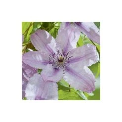 50-90cm Clematis 'Hagley Hybrid' - 3L Pot | Vibrant Climbing Plant for Gardens -September Plants Shop PL13646 add image 3 0dc8