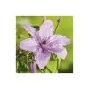50-90cm Clematis 'Hagley Hybrid' - 3L Pot | Vibrant Climbing Plant for Gardens -September Plants Shop PL13646 main image 32b9