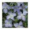 50-90cm Clematis Blue Angel (S) | 3L Pot | Blekitny Aniol | Climbing Plants for Garden