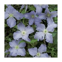 50-90cm Clematis Blue Angel (S) | 3L Pot | Blekitny Aniol | Climbing Plants for Garden