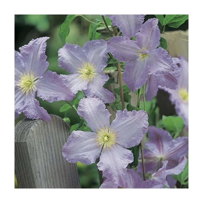 50-90cm Clematis Blue Angel (S) | 3L Pot | Blekitny Aniol | Climbing Plants for Garden 4 50-90cm Clematis Blue Angel (S) | 3L Pot | Blekitny Aniol | Climbing Plants for Garden - Image 2