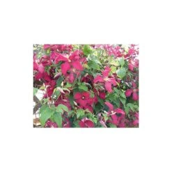 50-90cm Clematis Madame Julia Correvon (C) | 3L Pot | Viticella Climbing Plant | Garden Ready 10 50-90cm Clematis Madame Julia Correvon (C) | 3L Pot | Viticella Climbing Plant | Garden Ready -September Plants Shop PL13648 add image 1 bf45