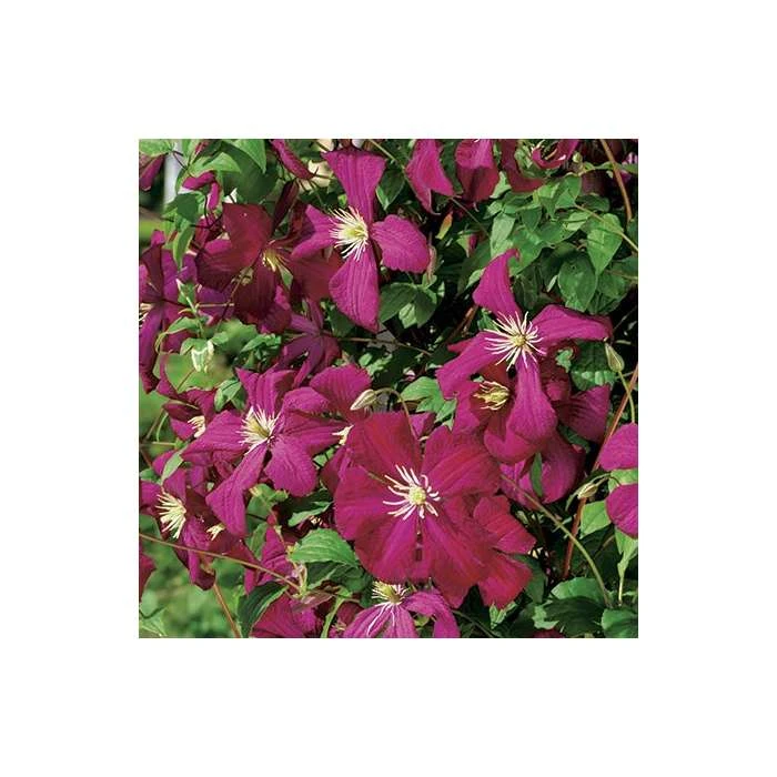 50-90cm Clematis Madame Julia Correvon (C) | 3L Pot | Viticella Climbing Plant | Garden Ready 6 50-90cm Clematis Madame Julia Correvon (C) | 3L Pot | Viticella Climbing Plant | Garden Ready - Image 4