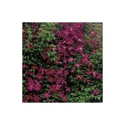 50-90cm Clematis Madame Julia Correvon (C) | 3L Pot | Viticella Climbing Plant | Garden Ready 12 50-90cm Clematis Madame Julia Correvon (C) | 3L Pot | Viticella Climbing Plant | Garden Ready -September Plants Shop PL13648 add image 3 8ab0