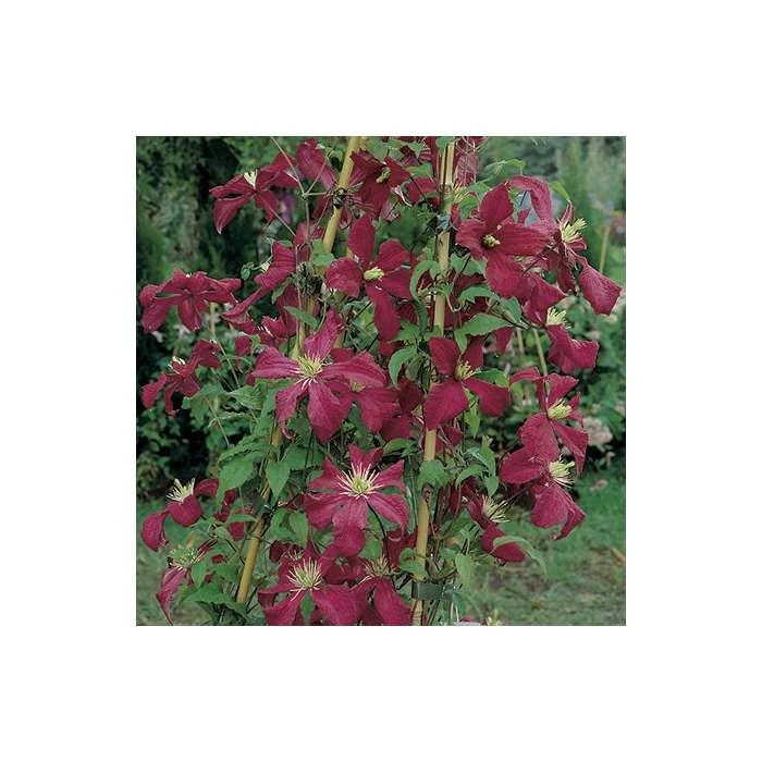50-90cm Clematis Madame Julia Correvon (C) | 3L Pot | Viticella Climbing Plant | Garden Ready 8 50-90cm Clematis Madame Julia Correvon (C) | 3L Pot | Viticella Climbing Plant | Garden Ready - Image 6