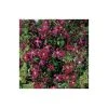 50-90cm Clematis Madame Julia Correvon (C) | 3L Pot | Viticella Climbing Plant | Garden Ready