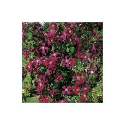 50-90cm Clematis Madame Julia Correvon (C) | 3L Pot | Viticella Climbing Plant | Garden Ready