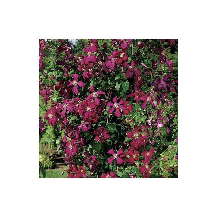 50-90cm Clematis Madame Julia Correvon (C) | 3L Pot | Viticella Climbing Plant | Garden Ready 3 50-90cm Clematis Madame Julia Correvon (C) | 3L Pot | Viticella Climbing Plant | Garden Ready