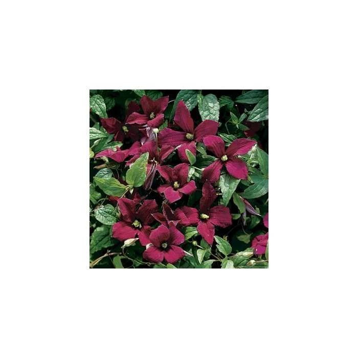 50-90cm Clematis Madame Julia Correvon (C) | 3L Pot | Viticella Climbing Plant | Garden Ready 4 50-90cm Clematis Madame Julia Correvon (C) | 3L Pot | Viticella Climbing Plant | Garden Ready - Image 2