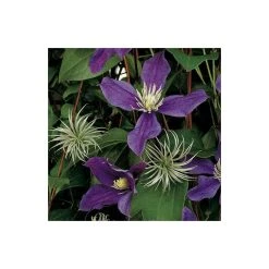 50-90cm Clematis 'Arabella' - 3L Pot | Hardy Climbing Plant for Gardens -September Plants Shop PL13651 add image 3 58b3