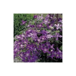 50-90cm Clematis 'Arabella' - 3L Pot | Hardy Climbing Plant for Gardens -September Plants Shop PL13651 add image 4 dbc0