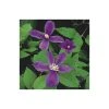 50-90cm Clematis 'Arabella' - 3L Pot | Hardy Climbing Plant for Gardens -September Plants Shop PL13651 main image 5b5d