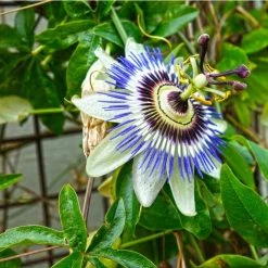 Blue Passion Flower (Passiflora Caerulea) - Exotic Climbing Plant for Gardens -September Plants Shop PL13657 add image 2 98cb