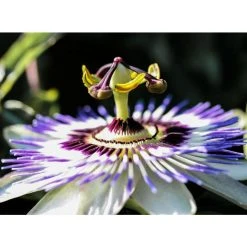 Blue Passion Flower (Passiflora Caerulea) - Exotic Climbing Plant for Gardens -September Plants Shop PL13657 add image 3 3a25