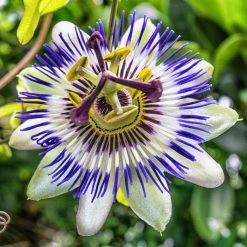 Blue Passion Flower (Passiflora Caerulea) - Exotic Climbing Plant for Gardens