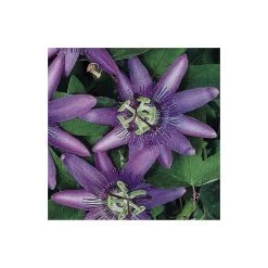 2-3ft Passiflora Amethyst 'Lavender Lady' Climbing Plant | 3L Pot | Fast-Growing Vine for Gardens -September Plants Shop PL13661 add image 1 0f3c