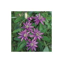 2-3ft Passiflora Amethyst 'Lavender Lady' Climbing Plant | 3L Pot | Fast-Growing Vine for Gardens -September Plants Shop PL13661 add image 2 bdaf