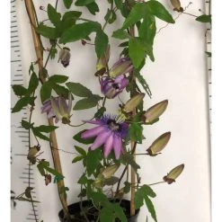 2-3ft Passiflora Amethyst 'Lavender Lady' Climbing Plant | 3L Pot | Fast-Growing Vine for Gardens -September Plants Shop PL13661 add image 4 d134