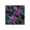2-3ft Passiflora Amethyst 'Lavender Lady' Climbing Plant | 3L Pot | Fast-Growing Vine for Gardens -September Plants Shop PL13661 main image 95d5