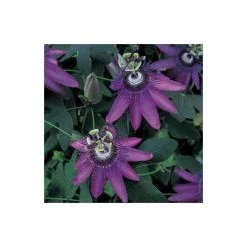 2-3ft Passiflora Amethyst 'Lavender Lady' Climbing Plant | 3L Pot | Fast-Growing Vine for Gardens