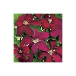 50-90cm Clematis 'Rebecca' - 3L Pot | Vibrant Climbing Plant for Gardens -September Plants Shop PL13662 add image 2 9e2a