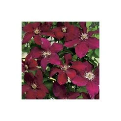 50-90cm Clematis 'Rebecca' - 3L Pot | Vibrant Climbing Plant for Gardens
