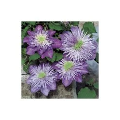 50-90cm Clematis 'Crystal Fountain' - 3L Pot | Stunning Climbing Plant for Gardens -September Plants Shop PL13663 add image 2 99b0
