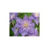 50-90cm Clematis 'Crystal Fountain' - 3L Pot | Stunning Climbing Plant for Gardens -September Plants Shop PL13663 main image 36fc