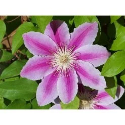 50-90cm Clematis 'Nelly Moser' - 3L Pot | Stunning Climbing Plant for Gardens -September Plants Shop PL13665 add image 1 d8a1