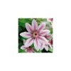 50-90cm Clematis 'Nelly Moser' - 3L Pot | Stunning Climbing Plant for Gardens 2 50-90cm Clematis 'Nelly Moser' - 3L Pot | Stunning Climbing Plant for Gardens -September Plants Shop PL13665 main image f4ec
