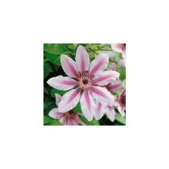50-90cm Clematis 'Nelly Moser' - 3L Pot | Stunning Climbing Plant for Gardens