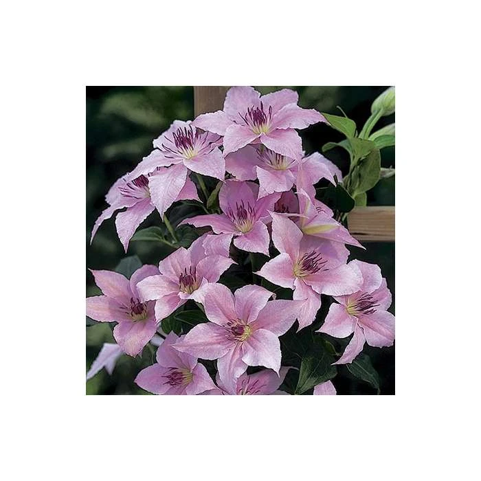 50-90cm Clematis 'Pink Fantasy' - 3L Pot | Vibrant Climbing Plant for Gardens 5 50-90cm Clematis 'Pink Fantasy' - 3L Pot | Vibrant Climbing Plant for Gardens - Image 3