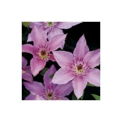 50-90cm Clematis 'Pink Fantasy' - 3L Pot | Vibrant Climbing Plant for Gardens 10 50-90cm Clematis 'Pink Fantasy' - 3L Pot | Vibrant Climbing Plant for Gardens -September Plants Shop PL13666 add image 2 155e